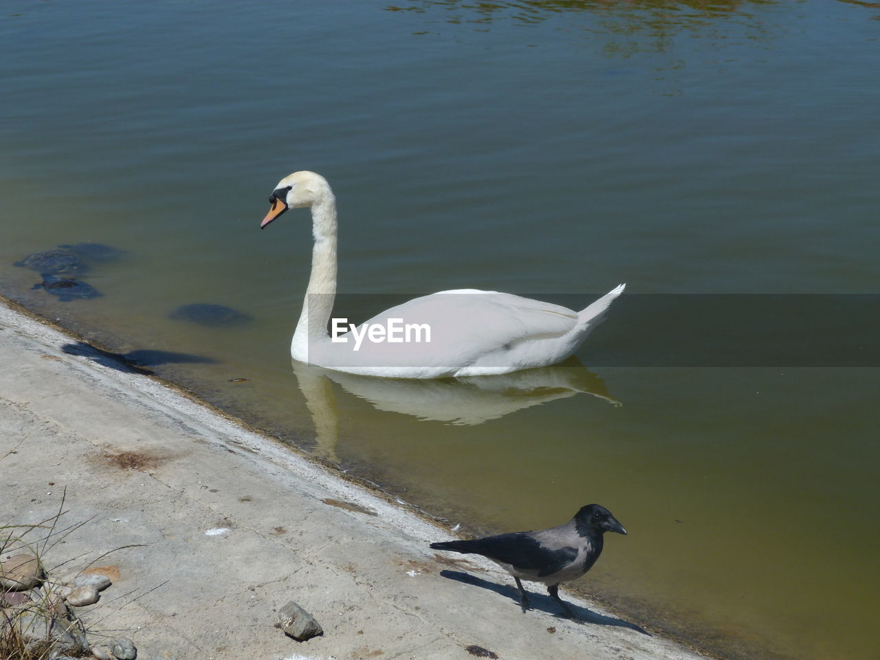 Swans swimming in lake