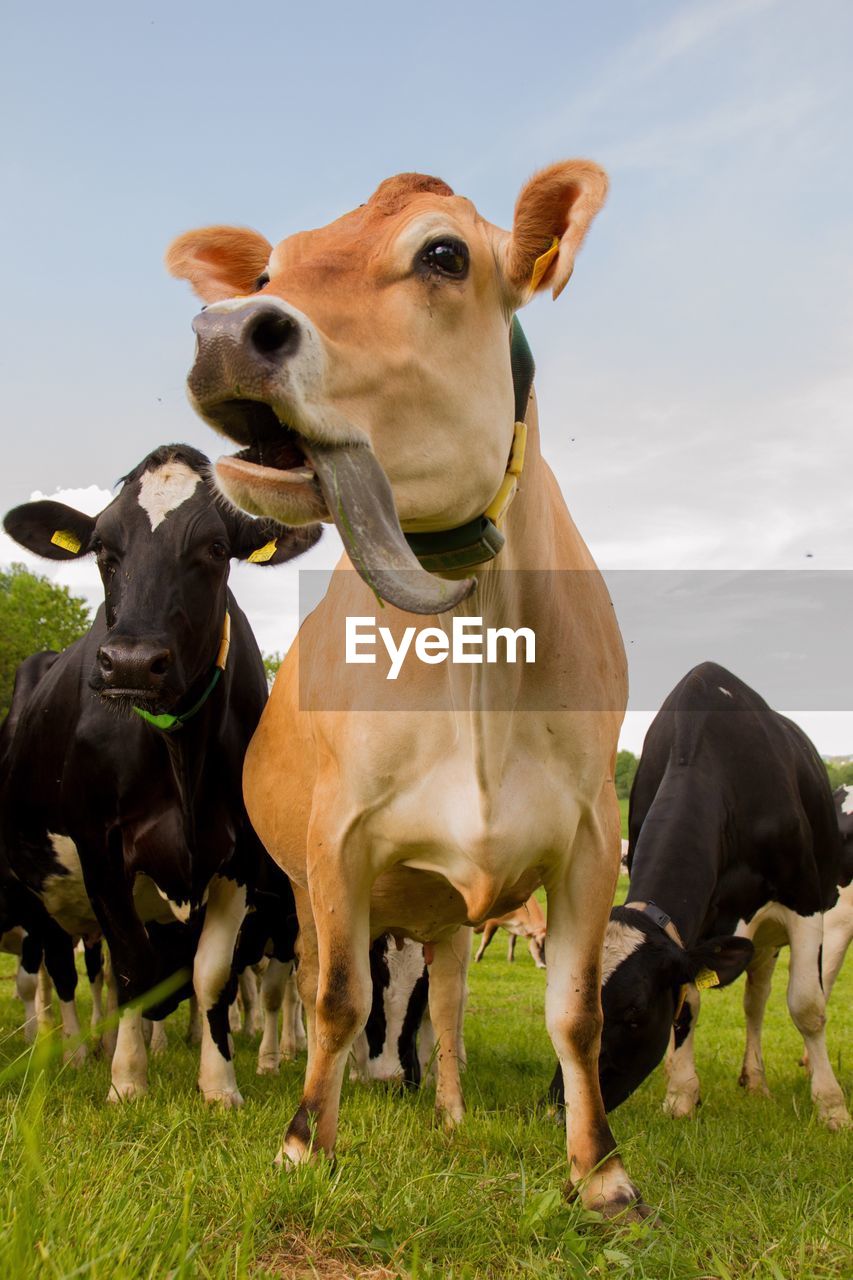 COWS STANDING ON FIELD