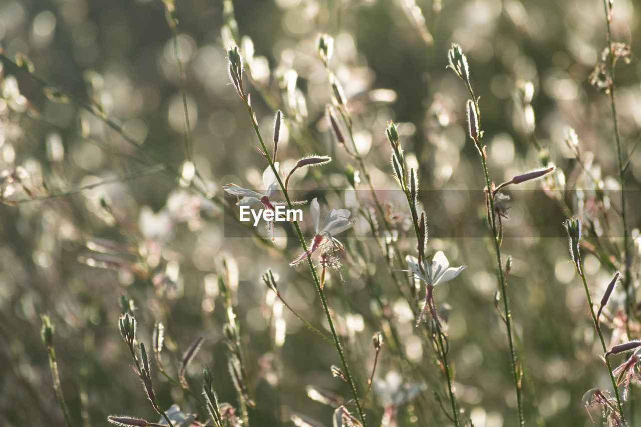 Close-up of flowering plants on field