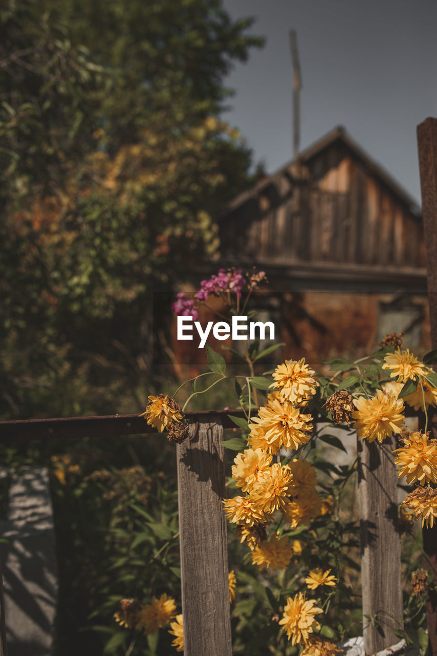 CLOSE-UP OF FLOWERING PLANTS BY WOODEN FENCE AGAINST BUILDING