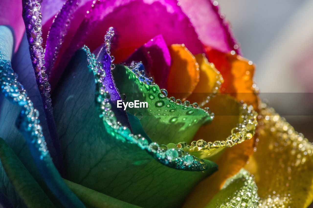 CLOSE-UP OF WET PURPLE FLOWER PLANT