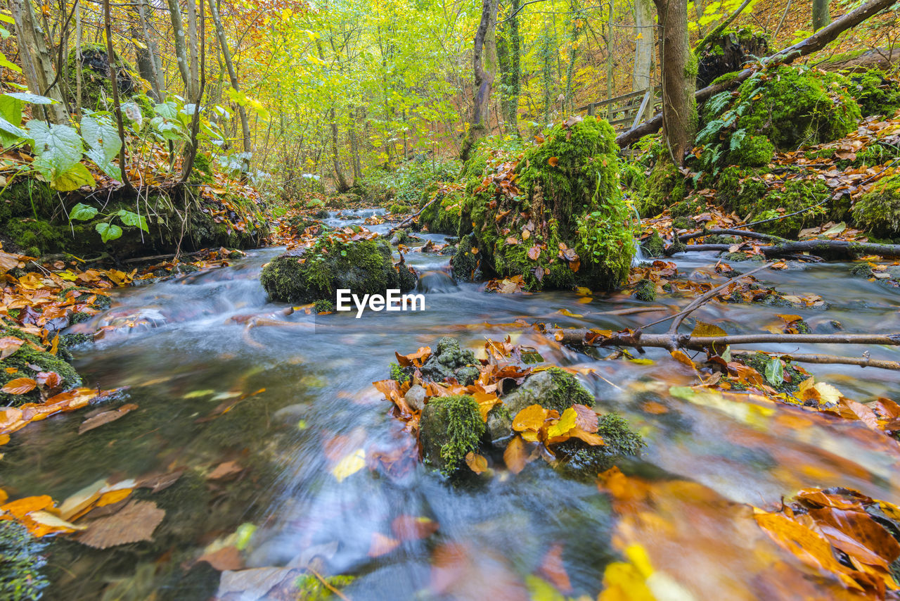 SCENIC VIEW OF STREAM FLOWING IN FOREST