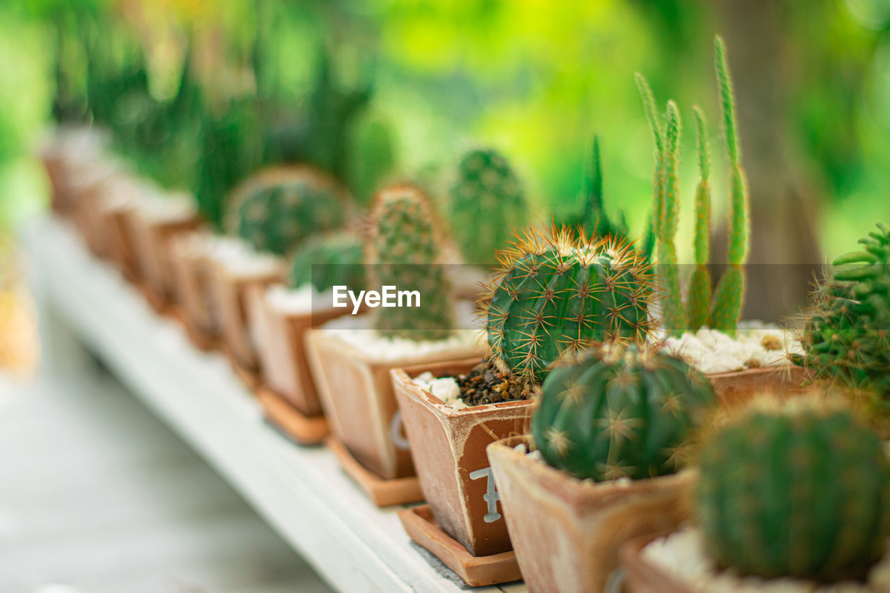 Close-up of succulent plant