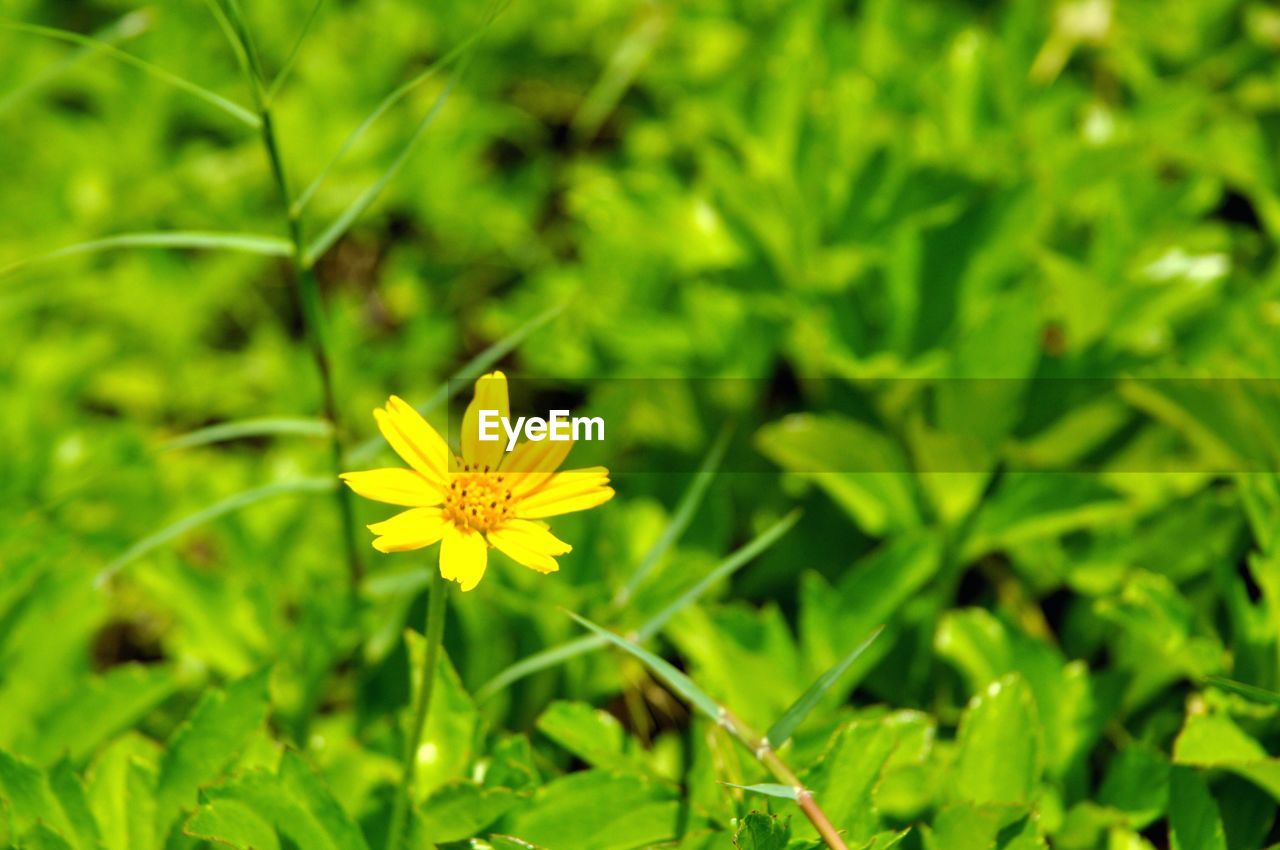 CLOSE-UP OF YELLOW FLOWER