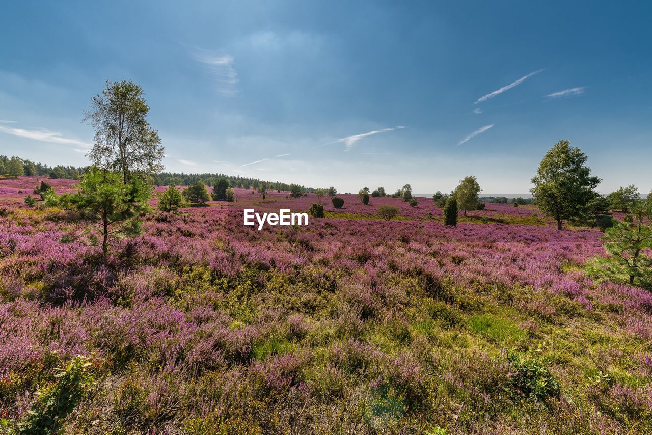 Scenic view of flowering plants on field against sky