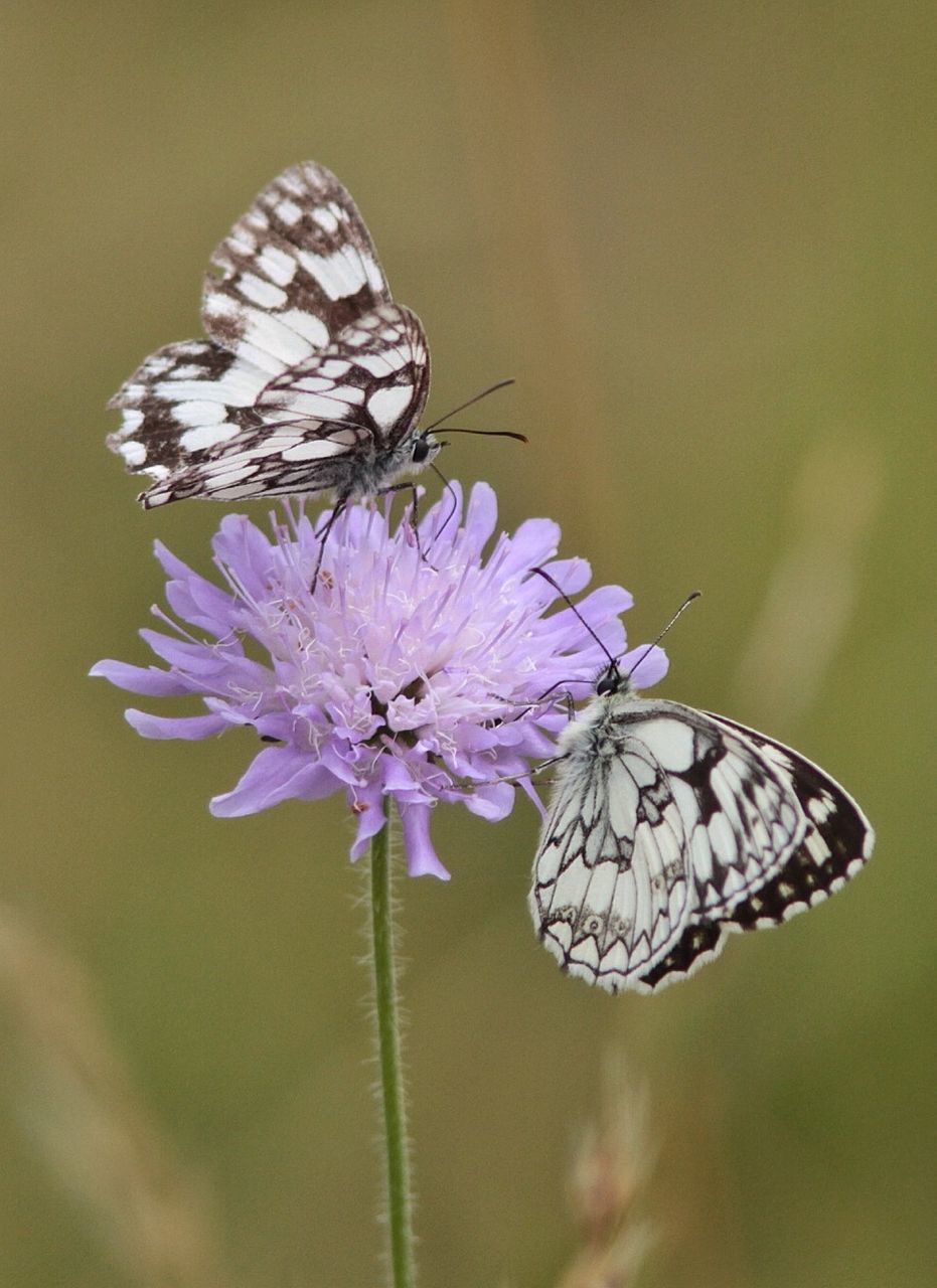 Close-up of butterfly on purple flower