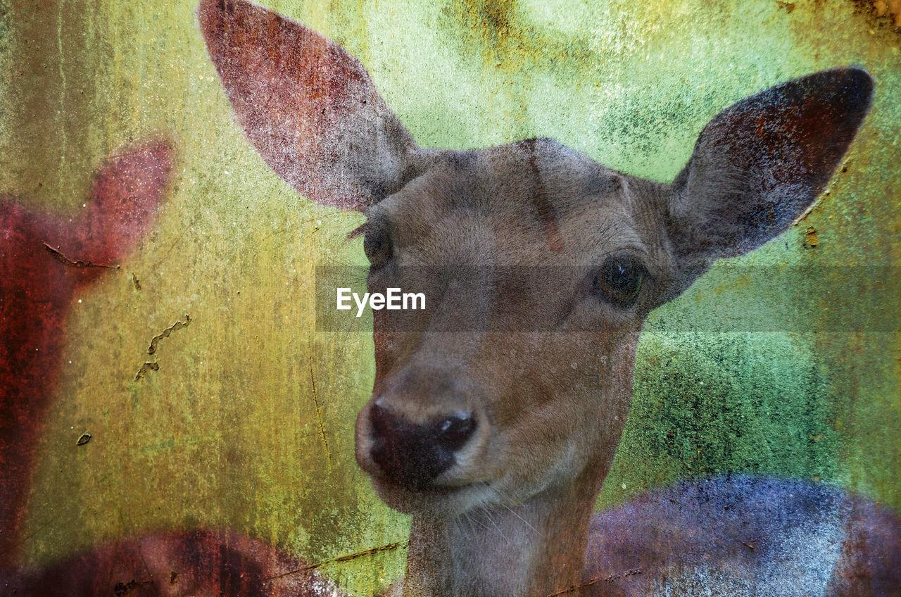 Double exposure of deer and wall