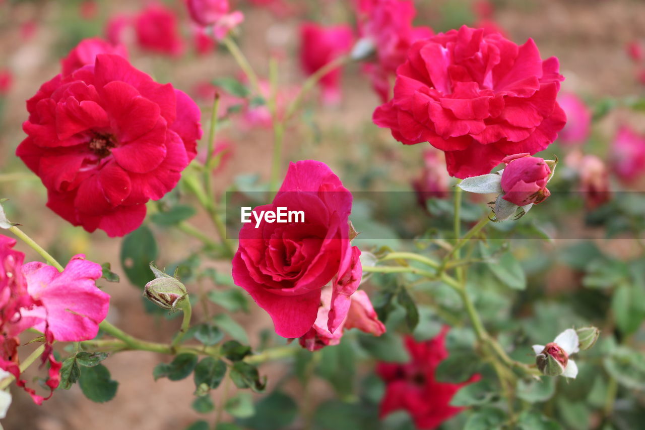 Close-up of pink roses