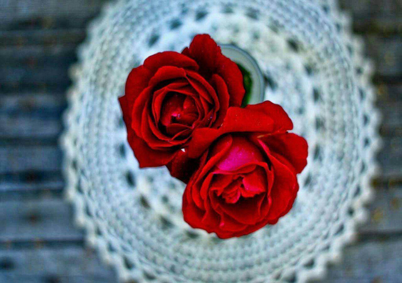 CLOSE-UP OF RED ROSES