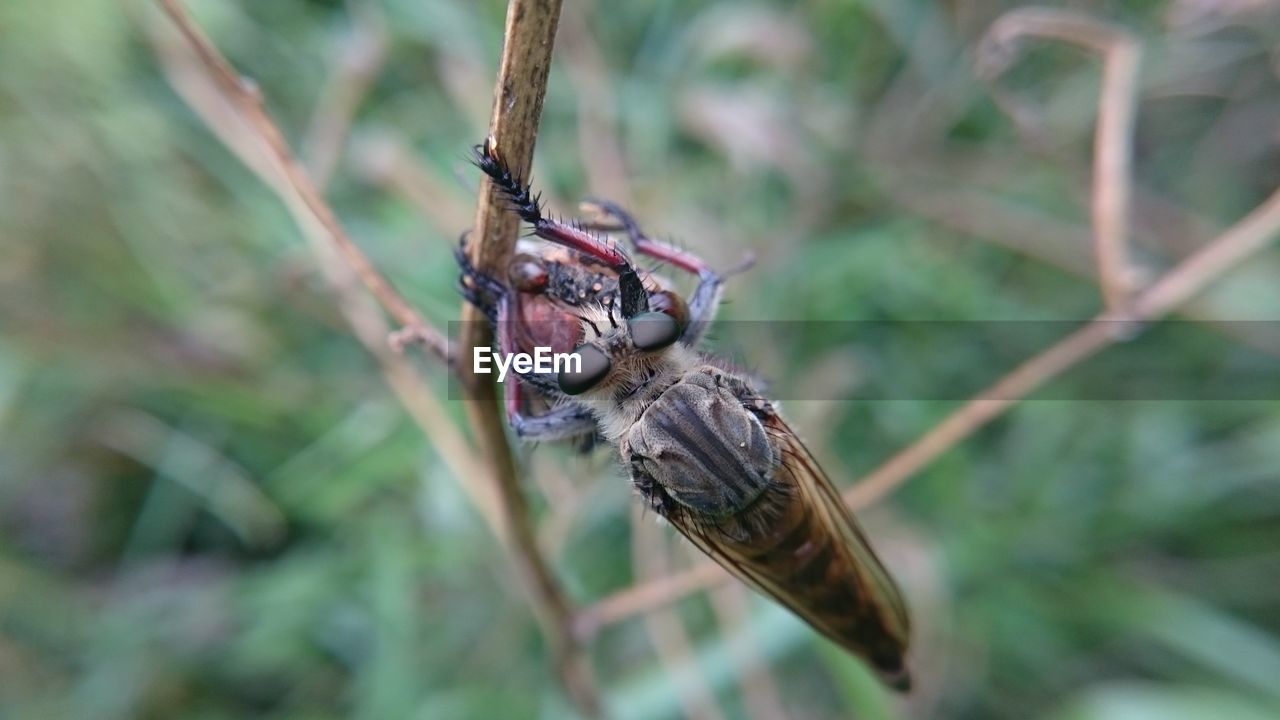 Close-up of insect on plant