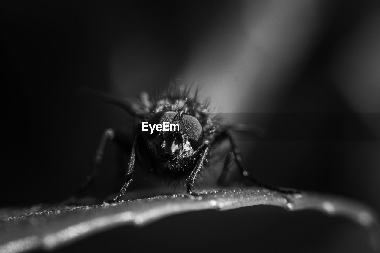 CLOSE-UP OF SPIDER WEB