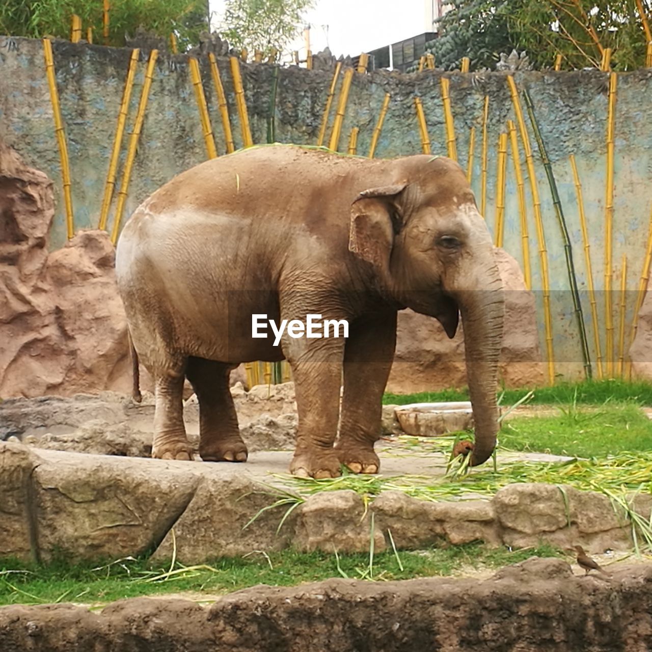 Elephant standing in zoo