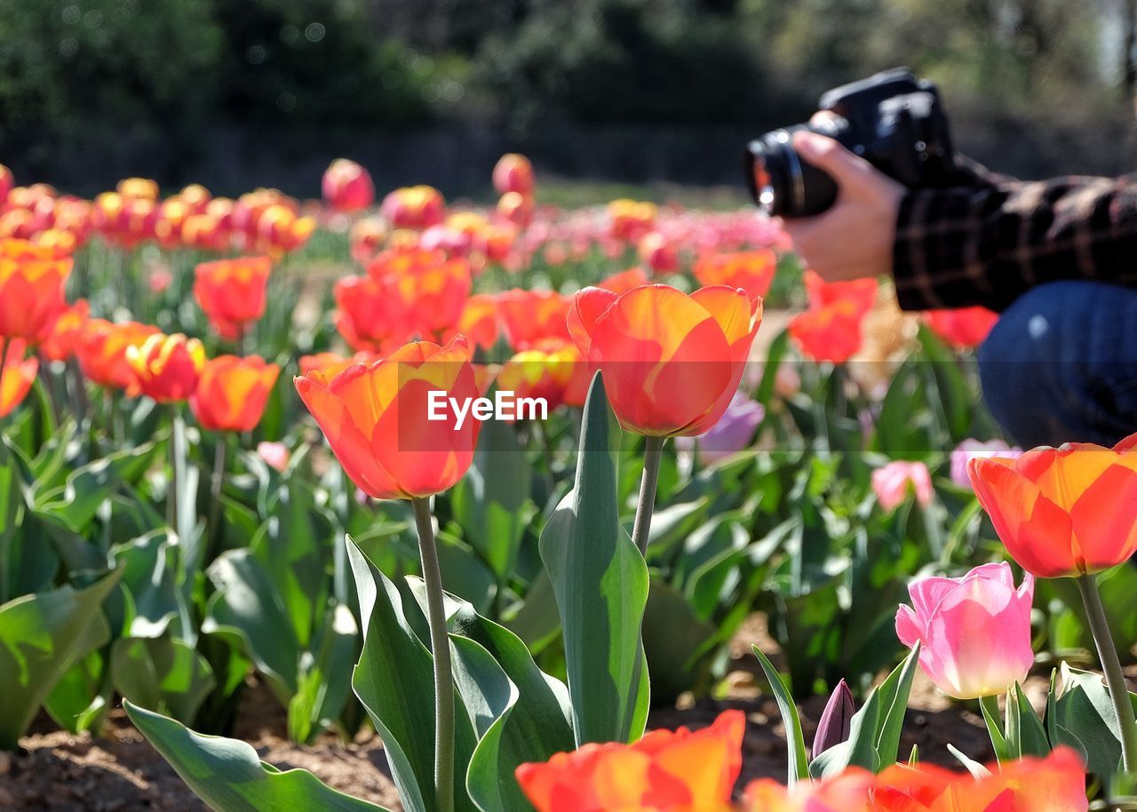 Close-up of hand holding a camera in a tulip field 
