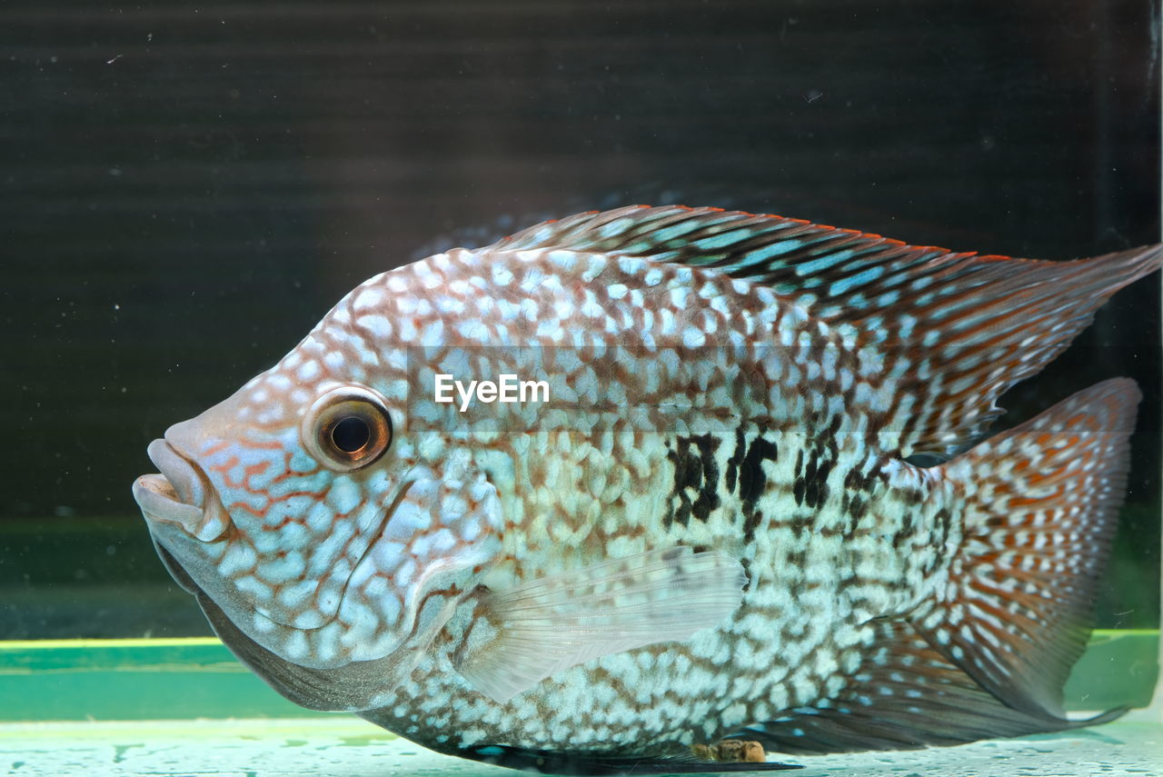 CLOSE-UP OF FISH UNDERWATER