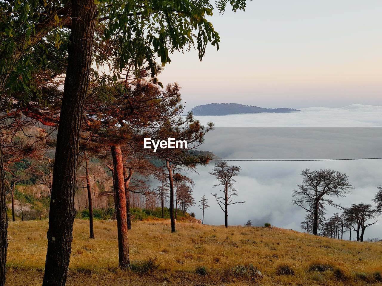 TREES ON FIELD BY MOUNTAINS AGAINST SKY