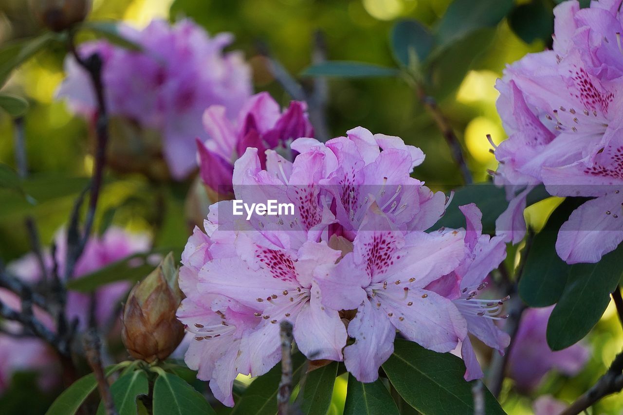 Close-up of pink flowering plant