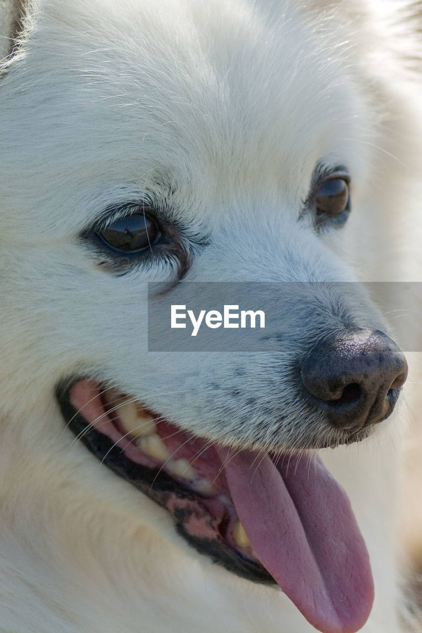 Close-up portrait of dog