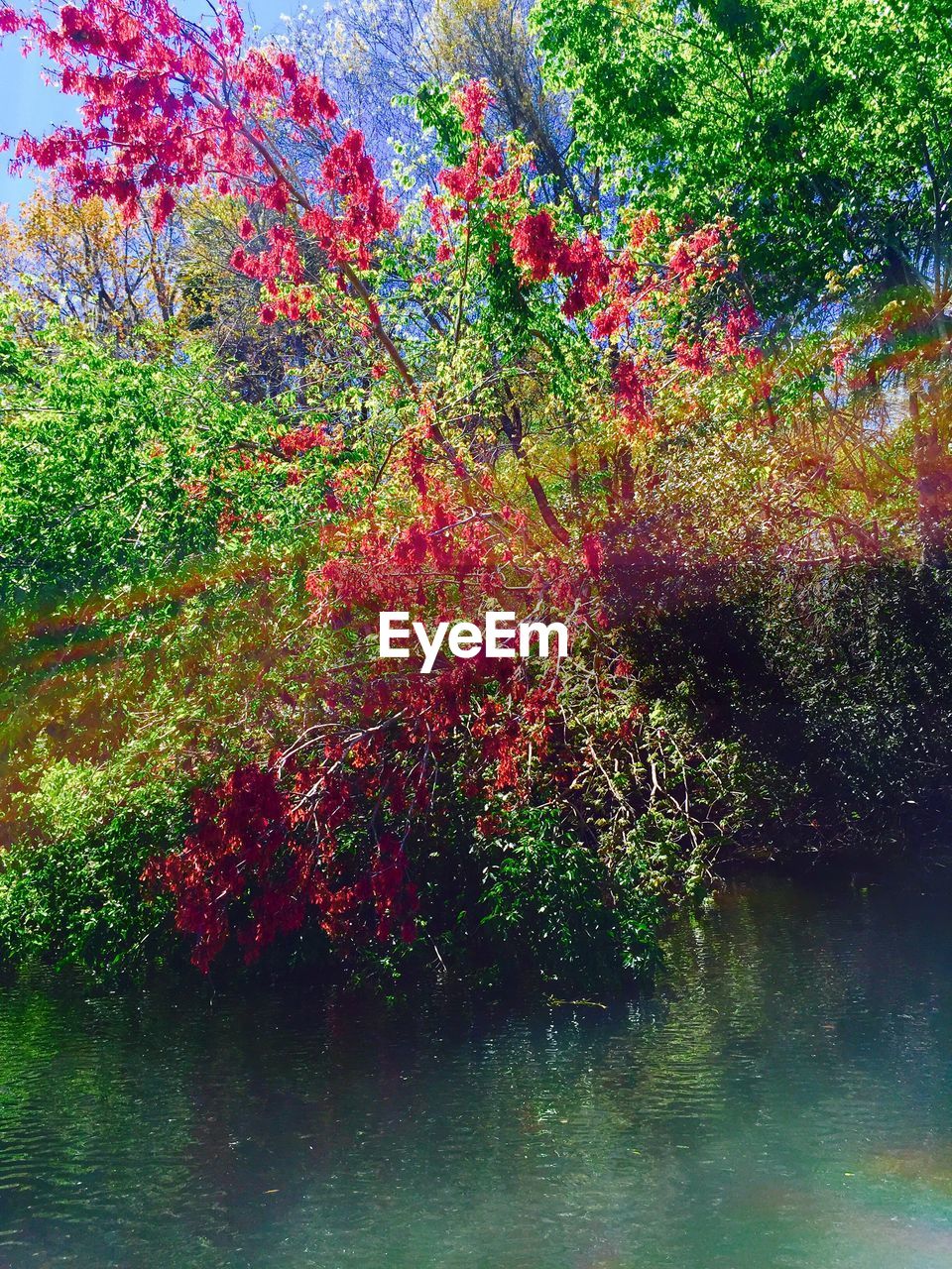 PLANTS GROWING ON TREE TRUNK