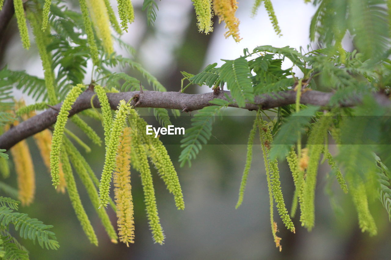 Close-up of fern and leaves on tree