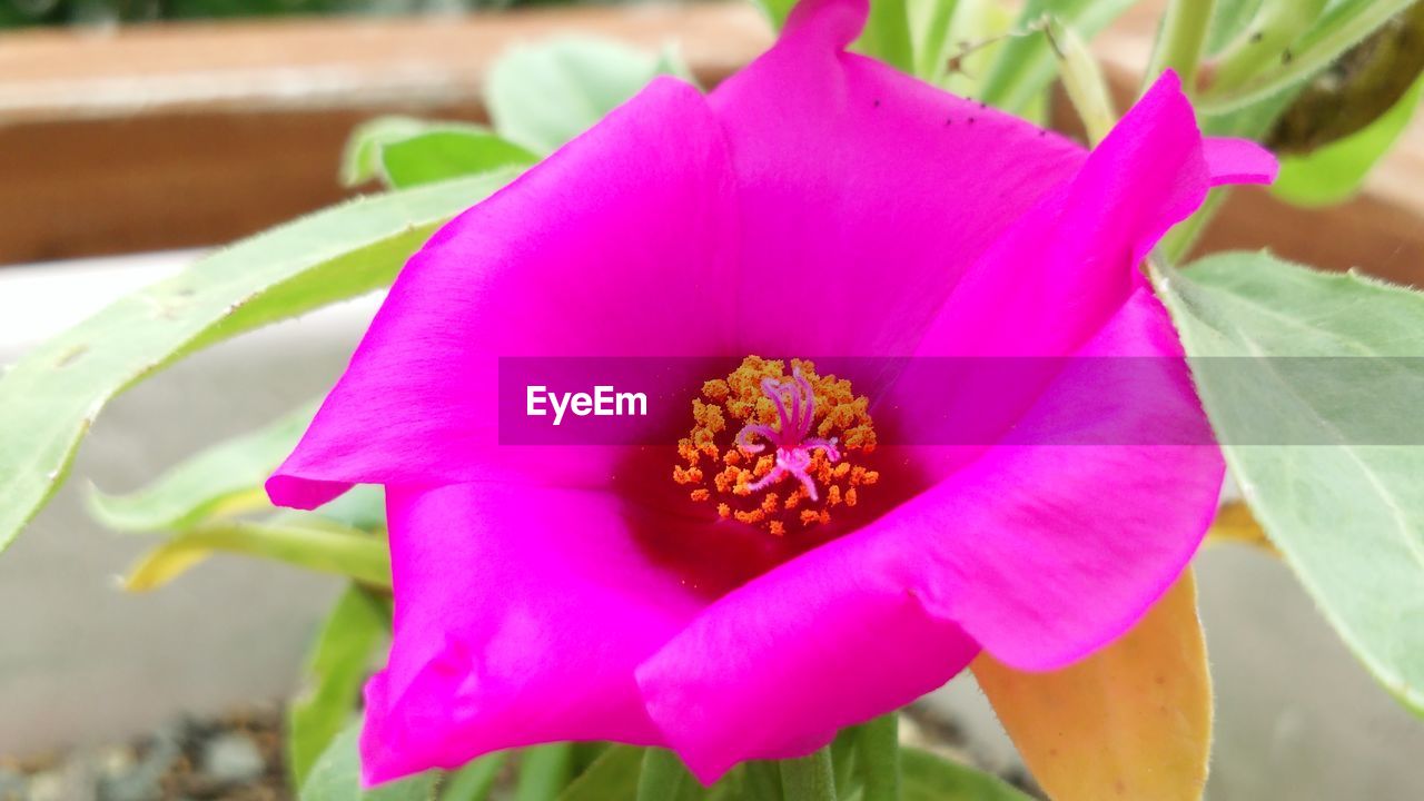 CLOSE-UP OF PINK FLOWER