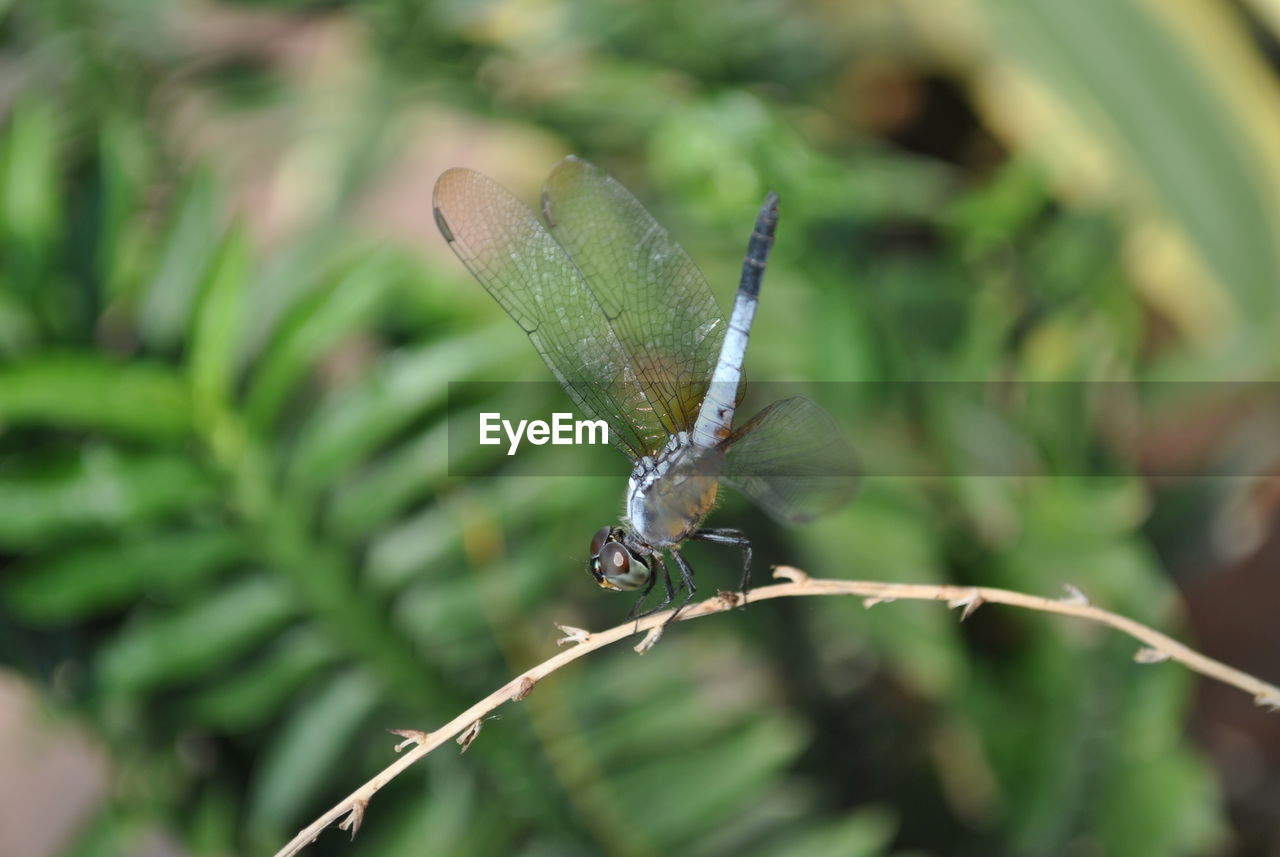 CLOSE-UP OF BUTTERFLY