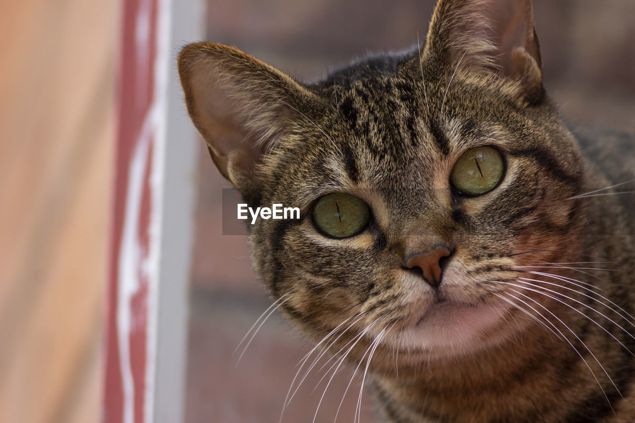 Close-up portrait of a cat