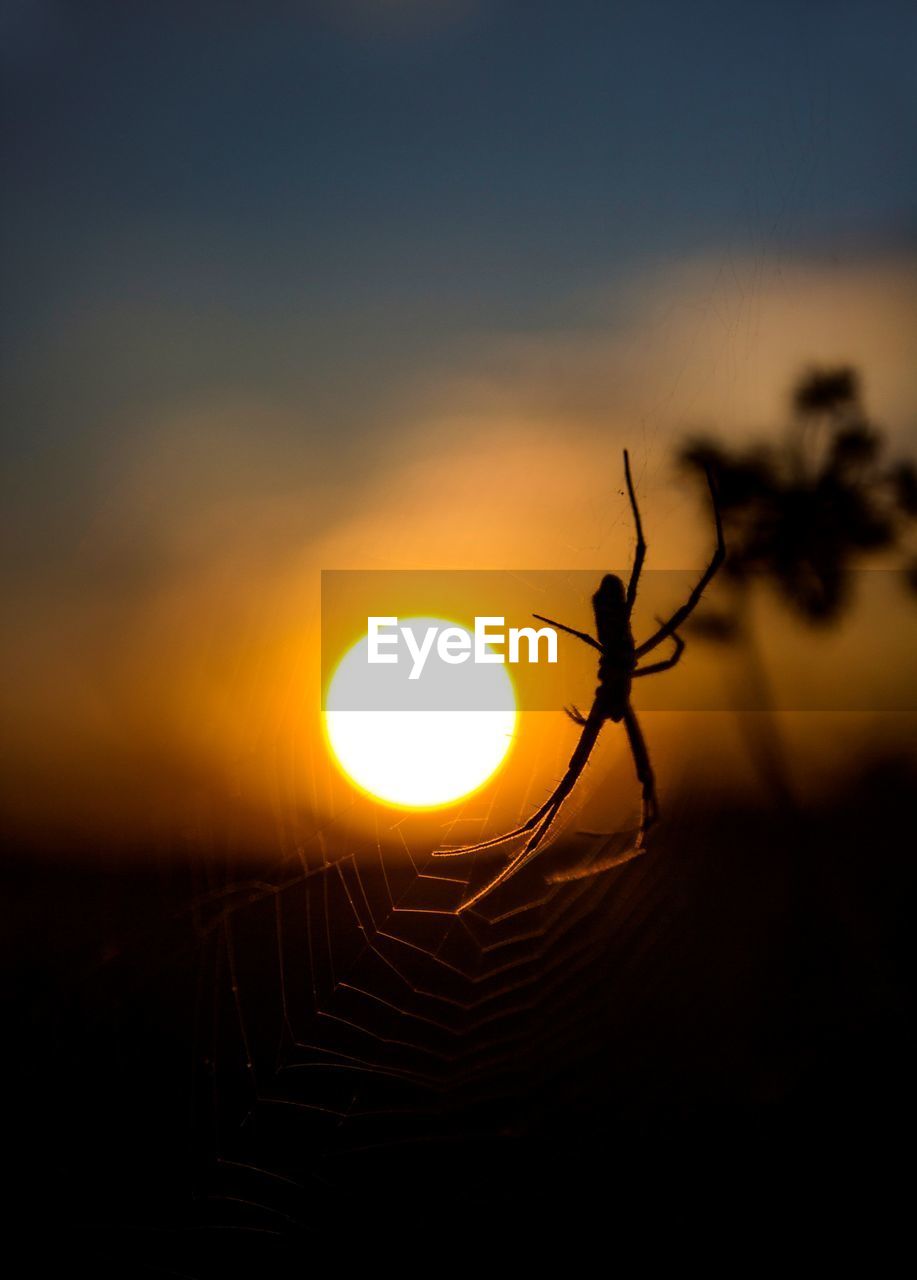 Close-up of spider on web against sky during sunset 