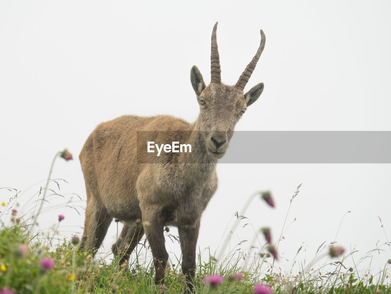 Portrait of animal at field