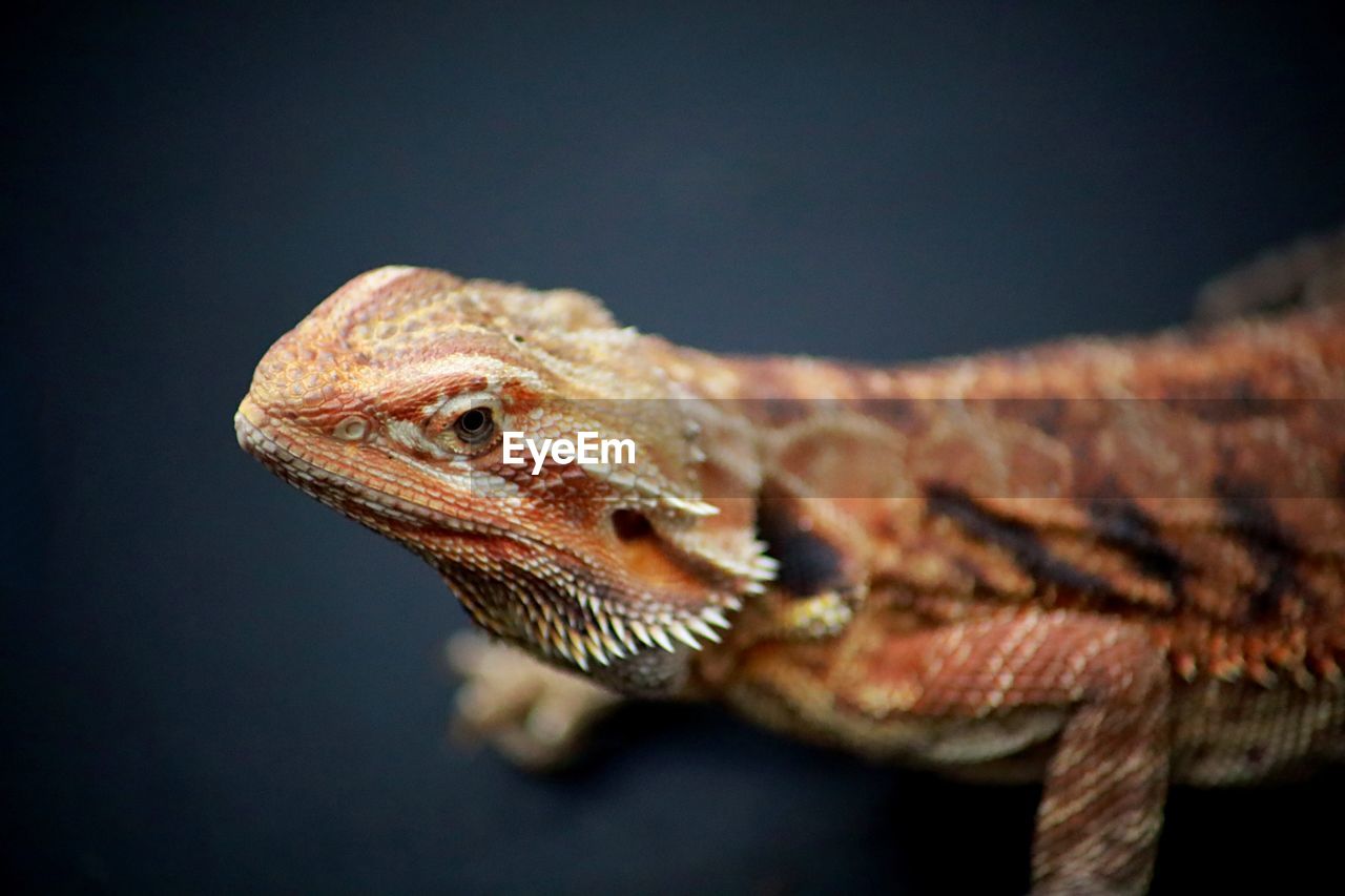 Bearded dragon on a black background