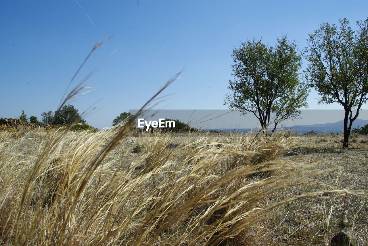 SCENIC VIEW OF LAND AGAINST CLEAR SKY