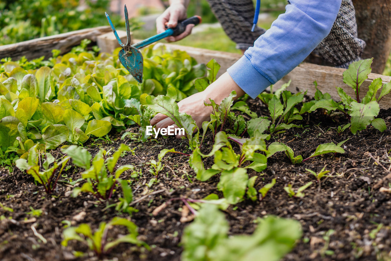 Midsection of person planting in raised bed