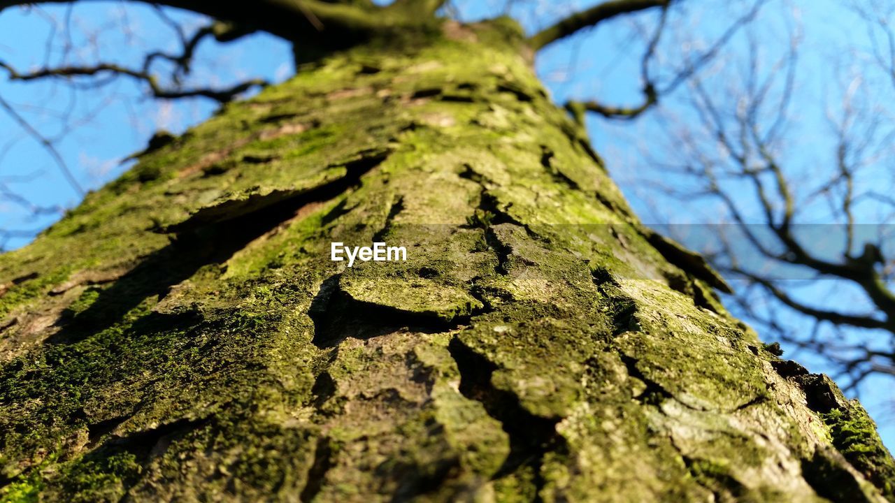 LOW ANGLE VIEW OF TREES