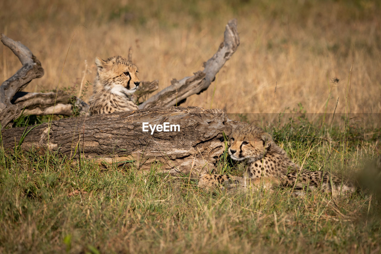 Cheetahs on field in forest