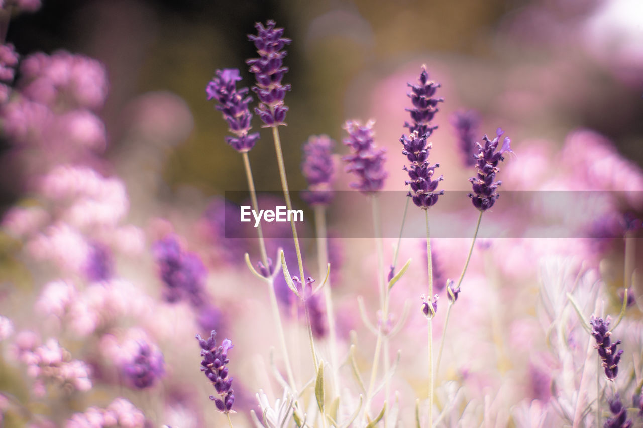 CLOSE-UP OF PURPLE FLOWERING PLANTS