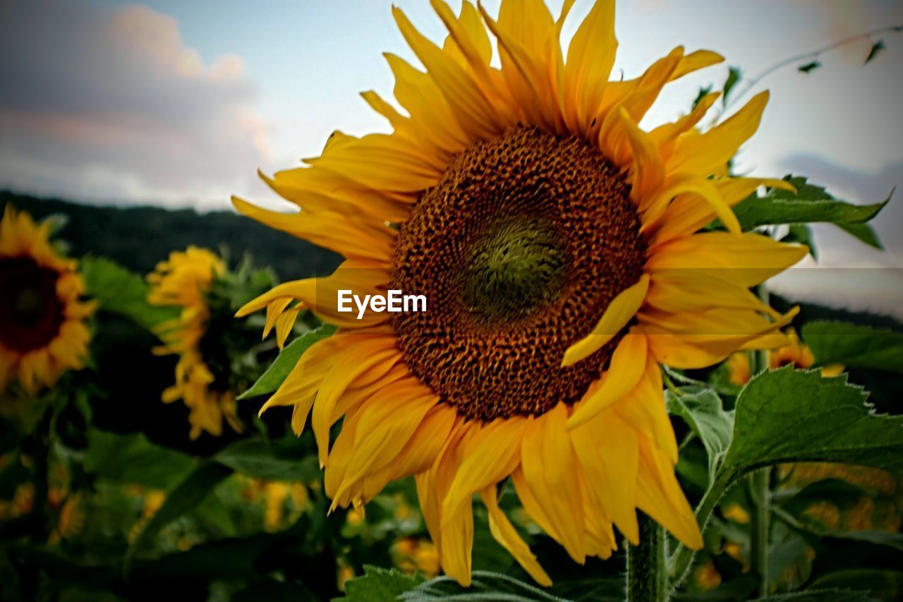 CLOSE-UP OF SUNFLOWER AGAINST YELLOW FLOWERING PLANT