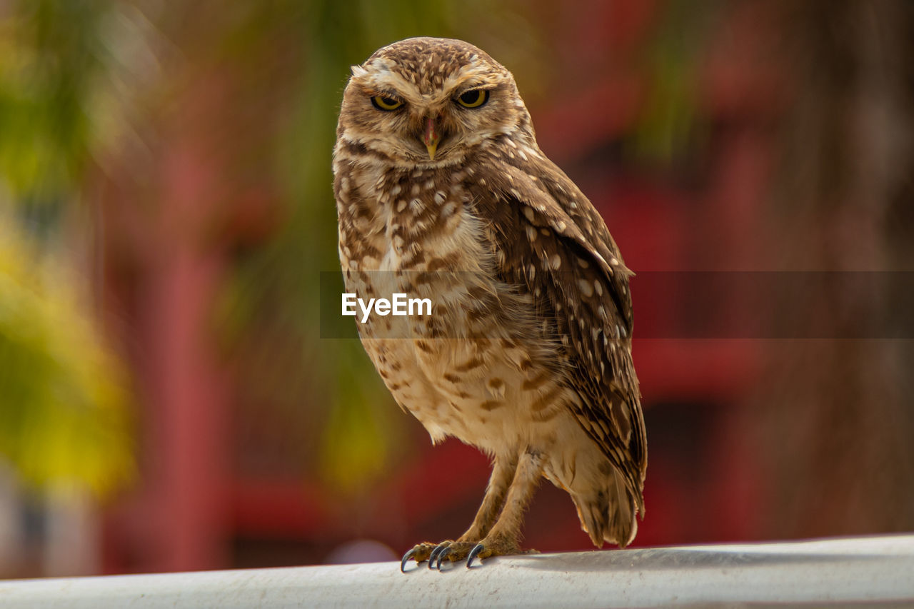 CLOSE-UP OF OWL PERCHING ON A BIRD