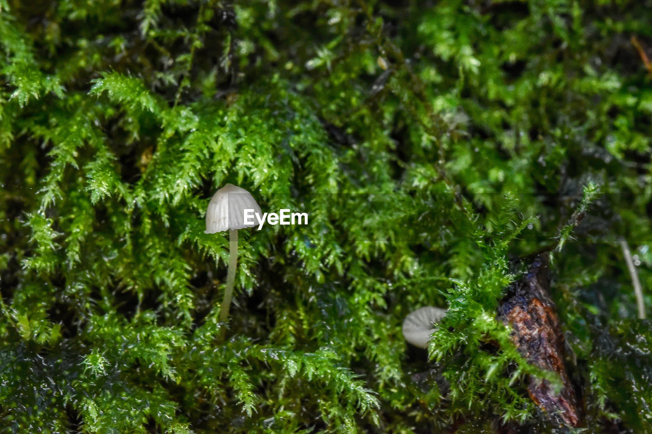 Close-up of mushroom growing moss 