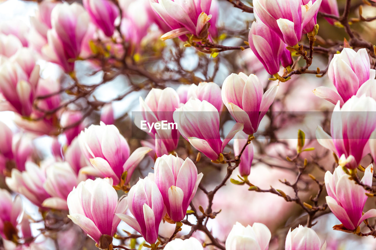 plant, flower, flowering plant, beauty in nature, freshness, pink, blossom, nature, fragility, petal, springtime, close-up, spring, magnolia, tree, growth, no people, flower head, inflorescence, outdoors, backgrounds, branch, selective focus, macro photography, focus on foreground, full frame, day, multi colored, abundance, purple