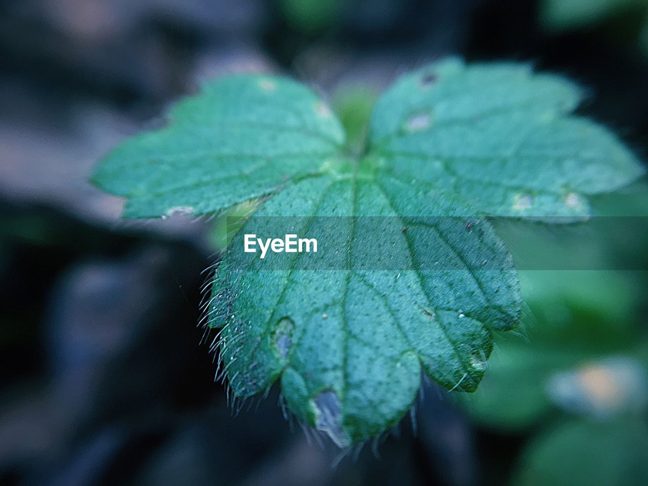 CLOSE-UP OF GREEN LEAVES