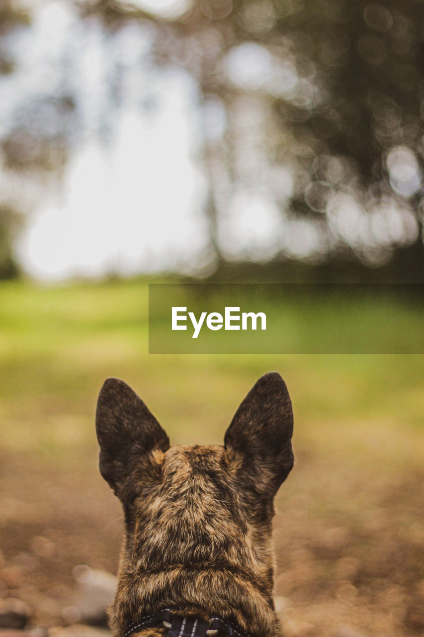 close-up of dog standing outdoors