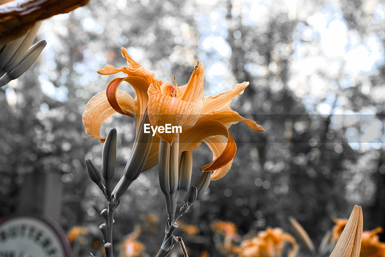 CLOSE-UP OF FLOWERS