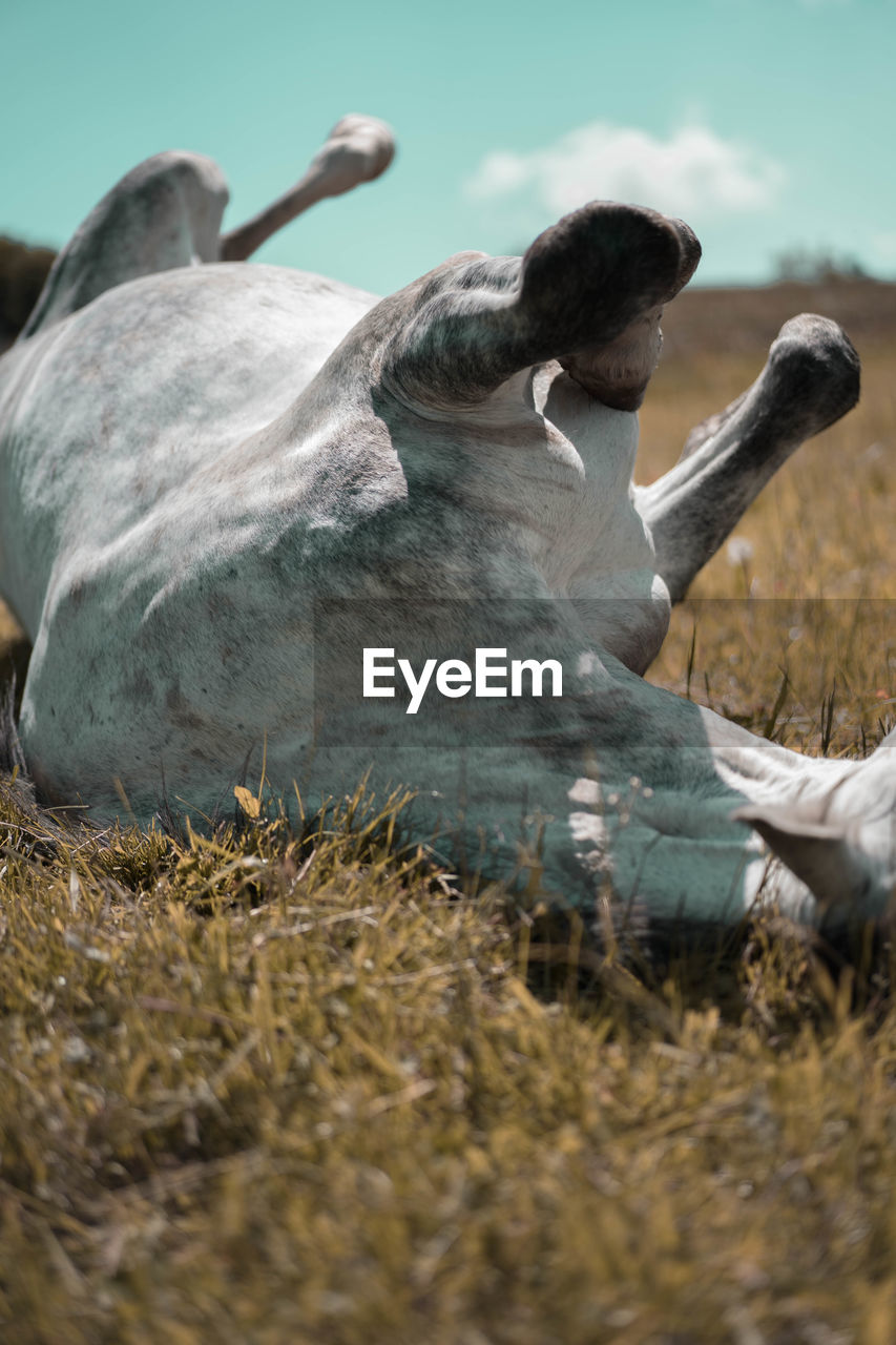 Horse lying on land during sunny day