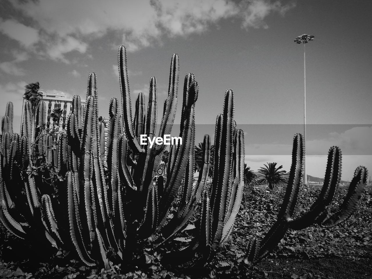 Cacti growing on field against sky