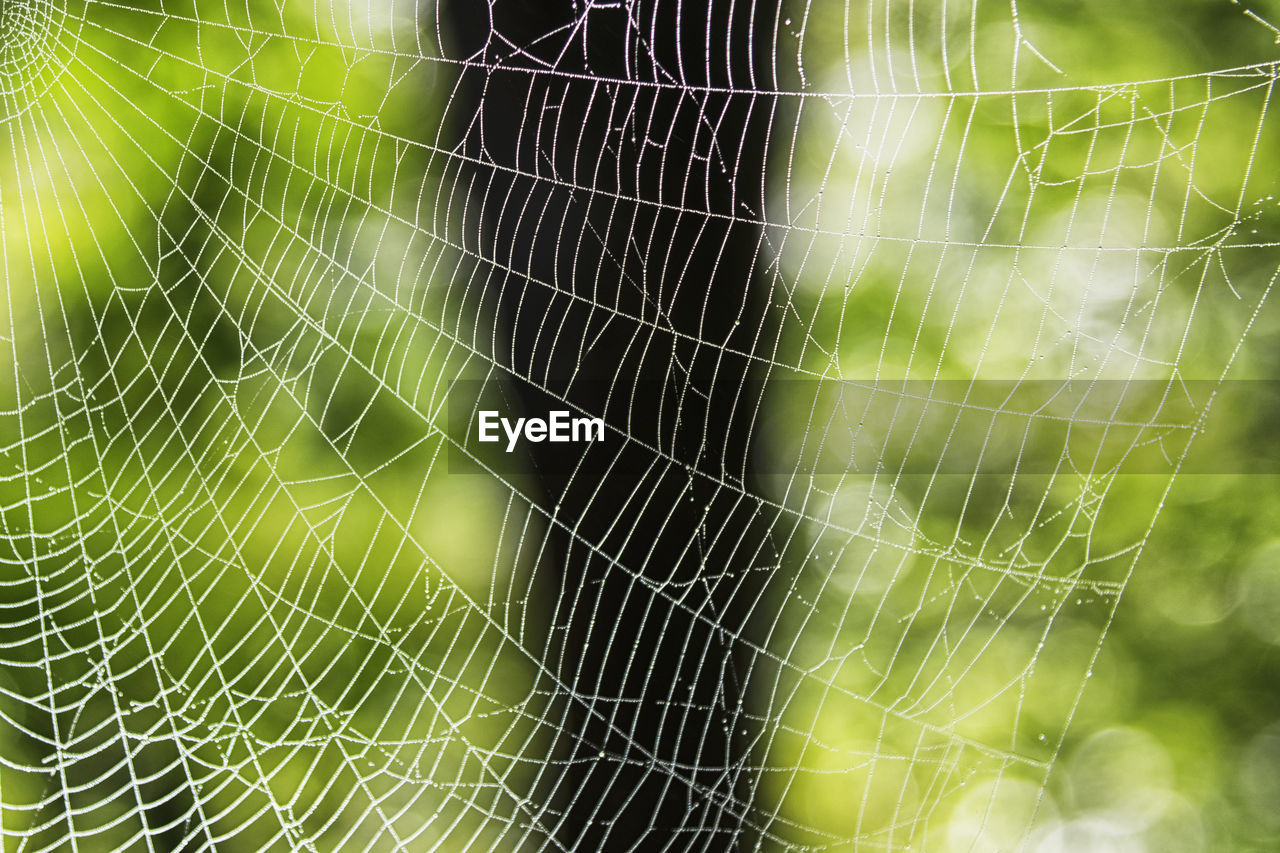 CLOSE-UP OF SPIDER ON WEB OUTDOORS