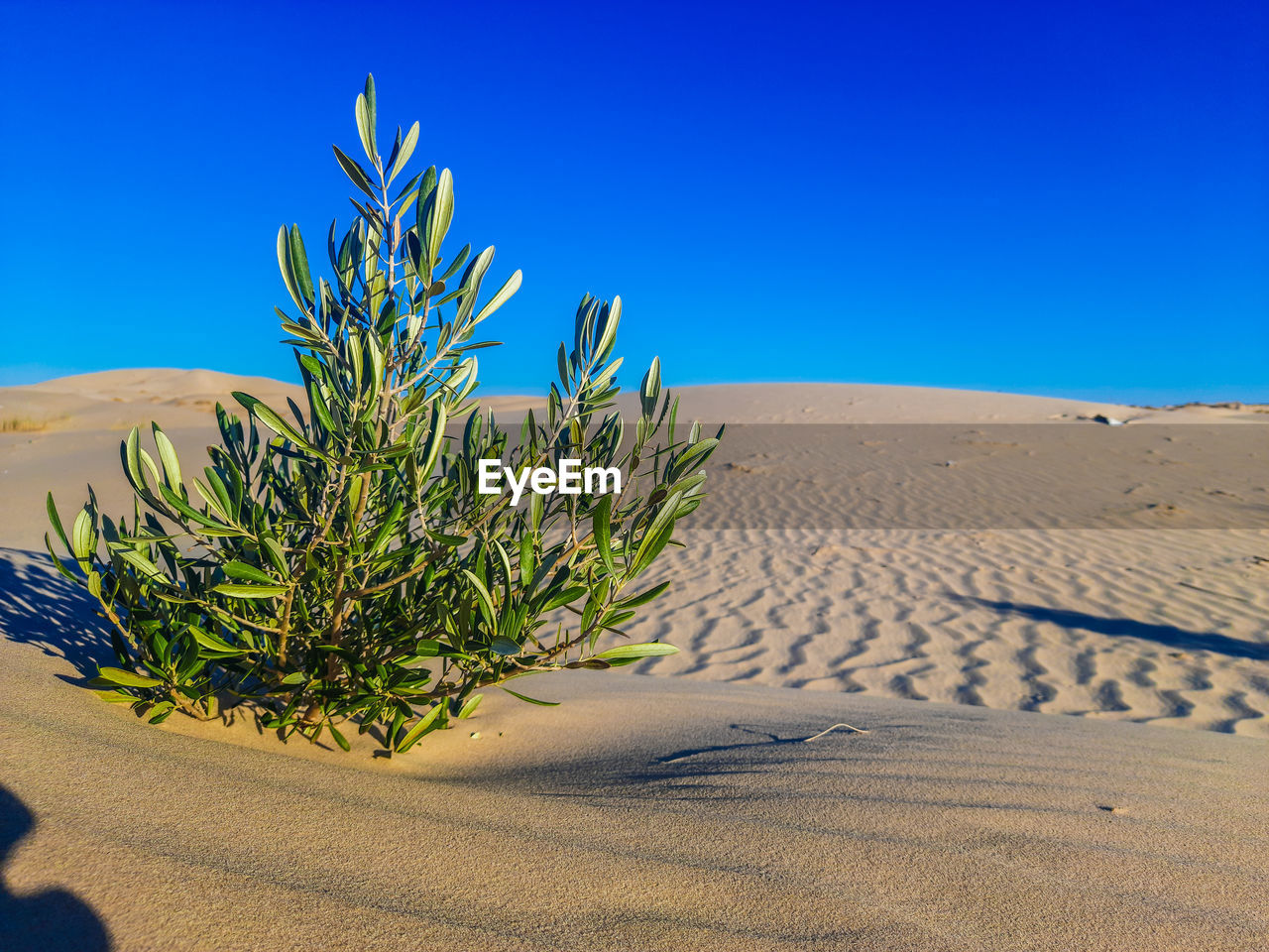 PLANT GROWING ON SAND AGAINST CLEAR SKY