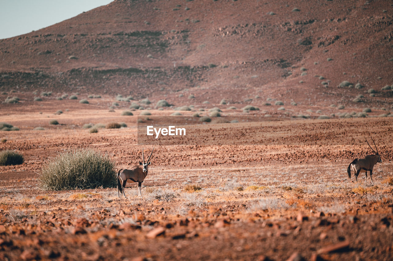 Oryx antelope in the namibian desert