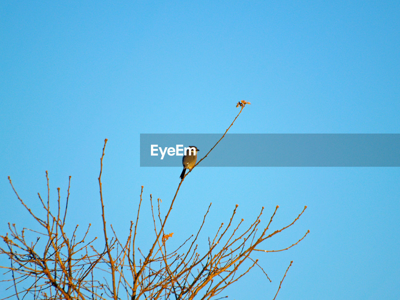 LOW ANGLE VIEW OF BIRD PERCHING ON BRANCH AGAINST BLUE SKY