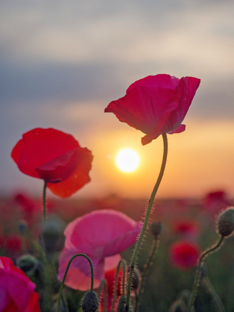 Close-up of poppies growing on field against sky during sunset