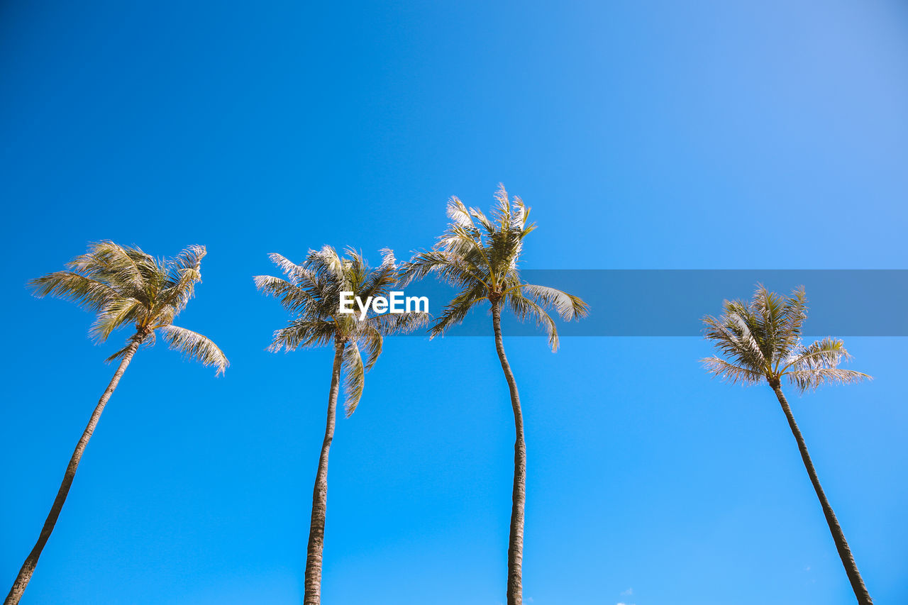 LOW ANGLE VIEW OF COCONUT PALM TREES AGAINST BLUE SKY