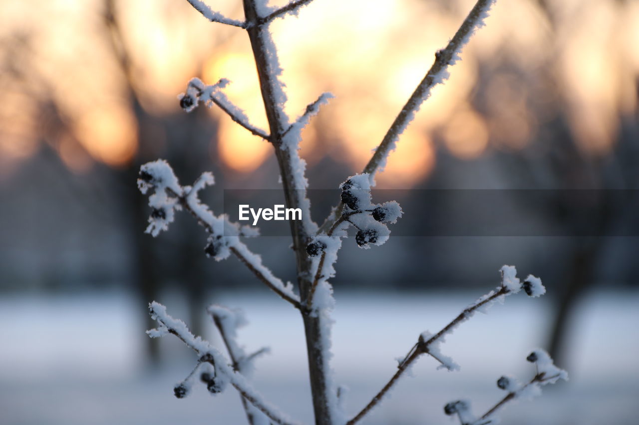 winter, branch, nature, plant, twig, tree, frost, cold temperature, freezing, beauty in nature, no people, snow, focus on foreground, leaf, sunlight, flower, spring, tranquility, outdoors, macro photography, environment, close-up, ice, selective focus, plant stem, frozen, day, morning, autumn, landscape, scenics - nature, forest, land, growth, food and drink, food, sky